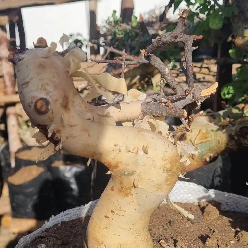Succulents Africa Plant Sellers