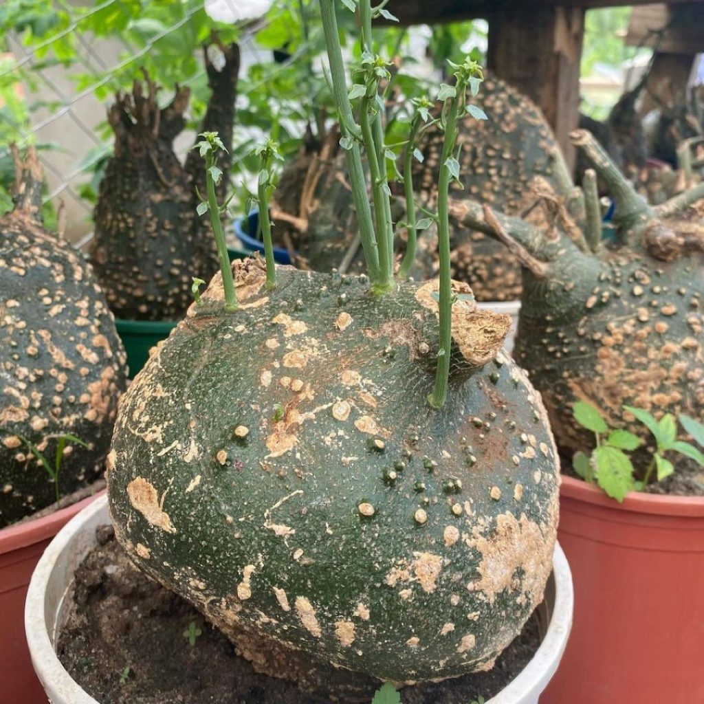 Succulents Africa Plant Sellers