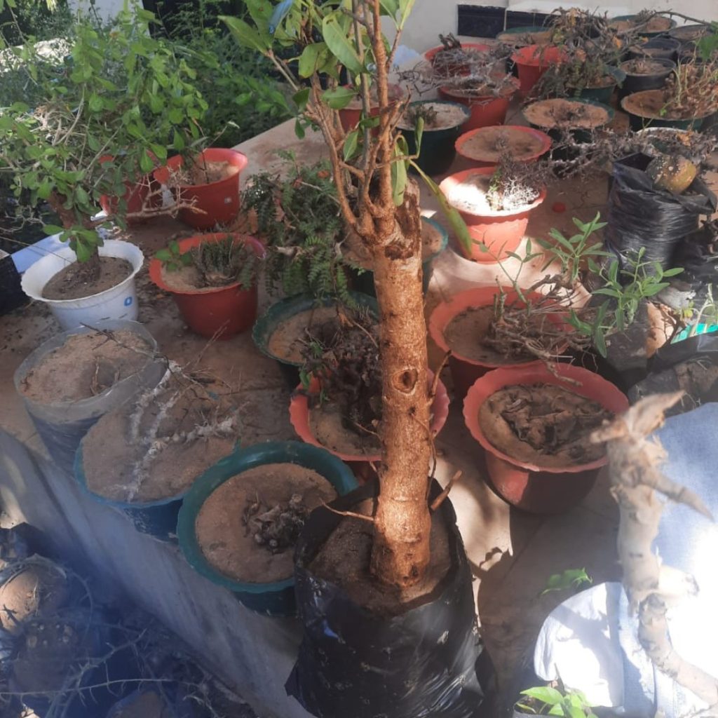 Succulents Africa Plant Sellers