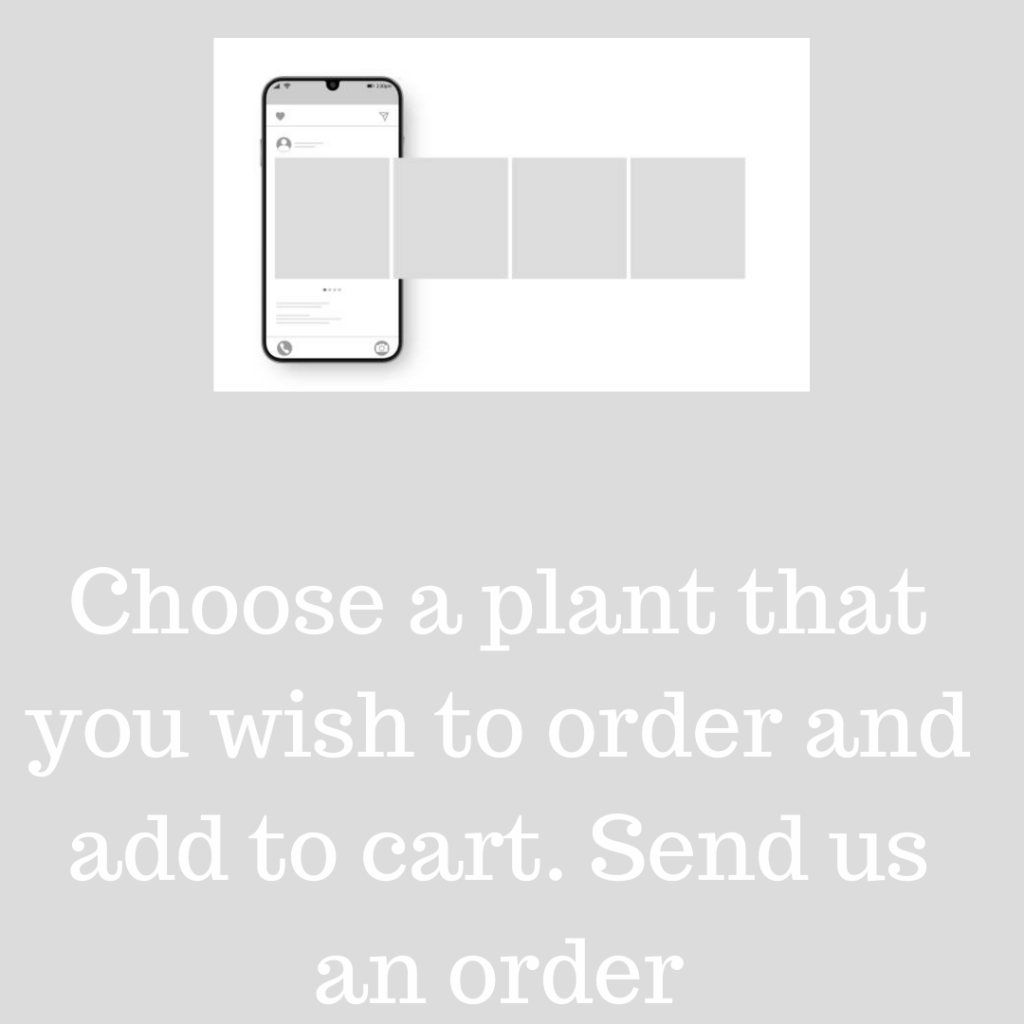 Succulents Africa Plant Sellers